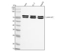 Anti-Lamin A/C Rabbit Monoclonal Antibody