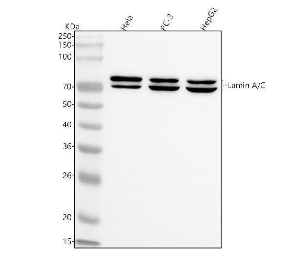 Anti-Lamin A/C Rabbit Monoclonal Antibody