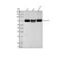 Anti-Lamin A/C LMNA Rabbit Monoclonal Antibody