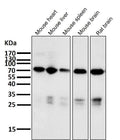 Anti-Raf1 Rabbit Monoclonal Antibody