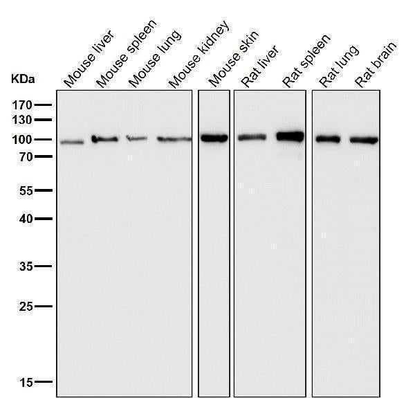 All lanes use the Antibody at 1:3k dilution for 1 hour at room temperature.