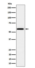 Anti-PPAR gamma Rabbit Monoclonal Antibody