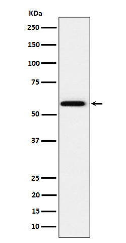 Anti-PPAR gamma Rabbit Monoclonal Antibody
