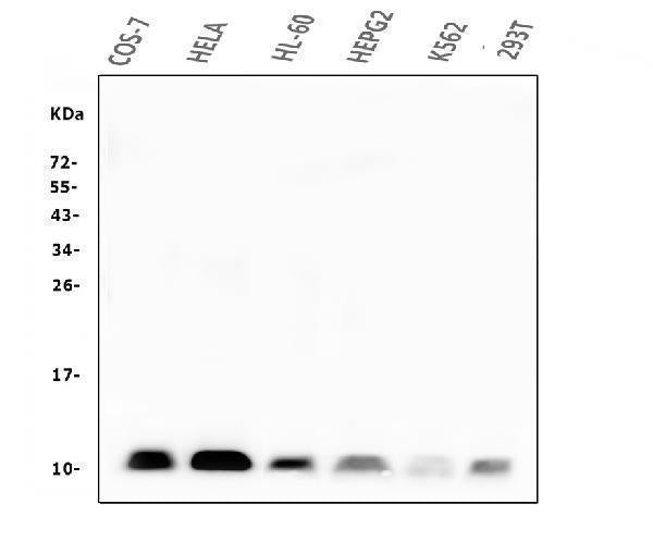 Anti-Beta 2 Microglobulin B2M Antibody Picoband® (monoclonal, 2H10)