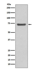 Western blot analysis of ABCG2 expression in 293T cell lysate.