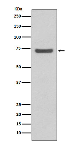 Western blot analysis of ABCG2 expression in 293T cell lysate.