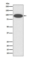 Western blot analysis of CD18 expression in K562 cell lysate.