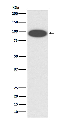Western blot analysis of CD18 expression in K562 cell lysate.
