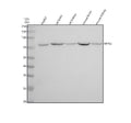 Anti-Mitofusin 2 MFN2 Rabbit Monoclonal Antibody