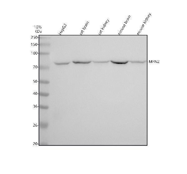 Anti-Mitofusin 2 MFN2 Rabbit Monoclonal Antibody