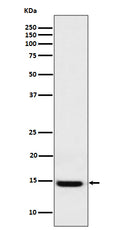 Western blot analysis of Galectin 1 expression in 293 cell lysate.