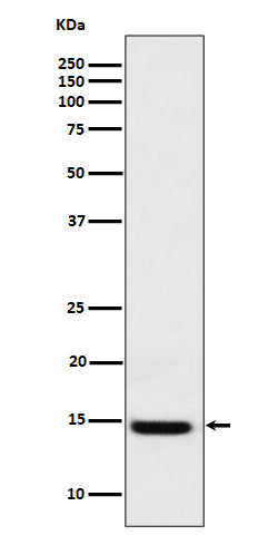 Western blot analysis of Galectin 1 expression in 293 cell lysate.