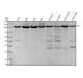 Anti-OGT Monoclonal Antibody