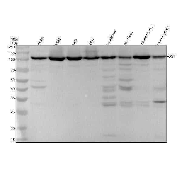 Anti-OGT Monoclonal Antibody