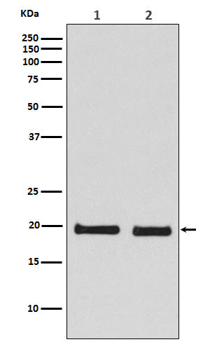 Western blot analysis of Skp1 expression in (1) 293T cell lysate; (2) NIH/3T3 cell lysate.