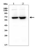 Anti-CD5 Antibody Picoband® (monoclonal, 4E2)