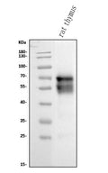 Anti-CD5 Antibody Picoband® (monoclonal, 11B4)