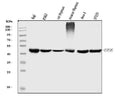 Anti-EIF3e Antibody Picoband® (monoclonal, 10F5H6)