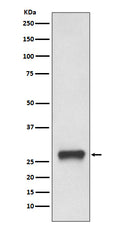 Western blot analysis of MHC Class II expression in Daudi cell lysate.