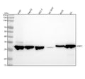 Anti-NQO1/Dt Diaphorase Rabbit Monoclonal Antibody