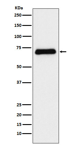 Western blot analysis of Serotonin transporter expression in Human fetal liver lysate.