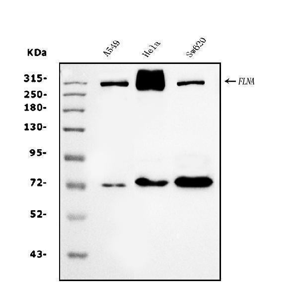 Anti-Filamin A/FLNA Antibody Picoband® (monoclonal, 3F8)