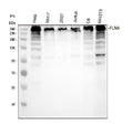 Anti-Filamin A FLNA Rabbit Monoclonal Antibody