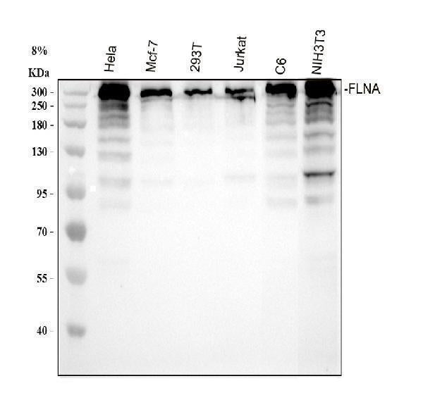 Anti-Filamin A FLNA Rabbit Monoclonal Antibody