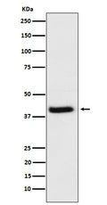 Western blot analysis of HFE expression in HeLa cell lysate.