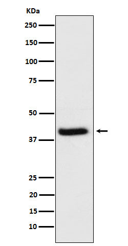 Western blot analysis of HFE expression in HeLa cell lysate.