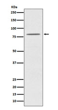 Western blot analysis of OPA1 expression in HeLa cell lysate.