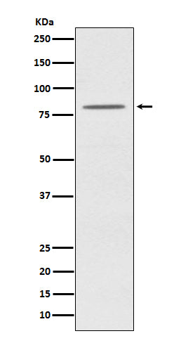 Western blot analysis of OPA1 expression in HeLa cell lysate.