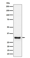 Western blot analysis of Adiponectin expression in human plasma cell lysate.