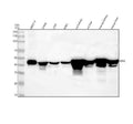 Anti-IDH2 Monoclonal Antibody