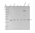 Anti-CDK5 Rabbit Monoclonal Antibody