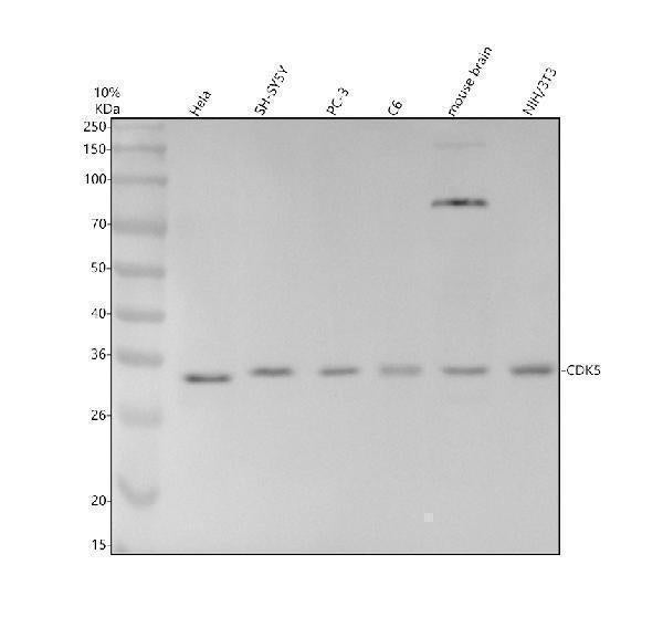 Anti-CDK5 Rabbit Monoclonal Antibody