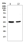 Anti-PON1 Antibody Picoband® (monoclonal, 6B1)