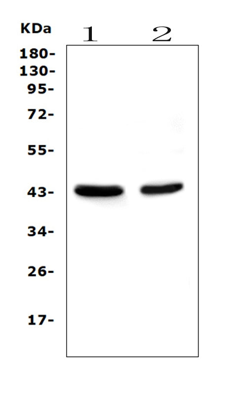 Anti-PON1 Antibody Picoband® (monoclonal, 6B1)