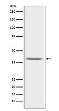 Western blot analysis of PON1 expression in human plasma lysate.