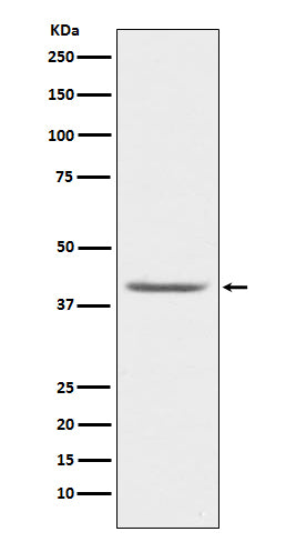 Western blot analysis of PON1 expression in human plasma lysate.