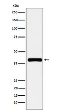 Western blot analysis of PON1 expression in human plasma cell lysate.