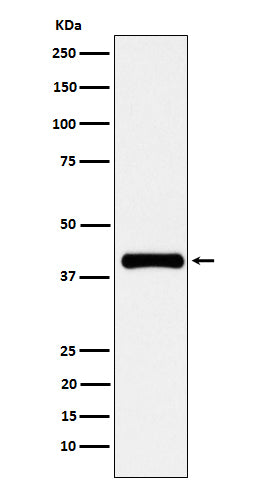 Western blot analysis of PON1 expression in human plasma cell lysate.