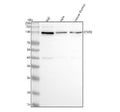 Anti-STAT6 Rabbit Monoclonal Antibody