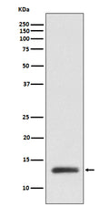 Western blot analysis of ROC1 expression in MCF7 cell lysate.