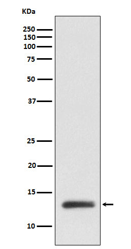 Western blot analysis of ROC1 expression in MCF7 cell lysate.