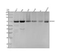 Anti-Atg16L1/Atg16 Rabbit Monoclonal Antibody