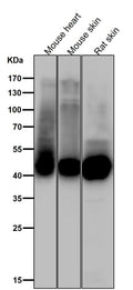 All lanes use the Antibody at 1:3K dilution for 1 hour at room temperature.