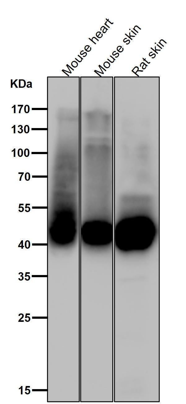 All lanes use the Antibody at 1:3K dilution for 1 hour at room temperature.