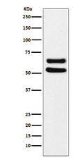 Western blot analysis of Ikaros expression in MOLT4 cell lysate.