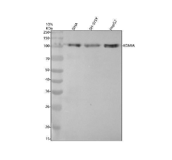 Anti-KDM1/LSD1 KDM1A Rabbit Monoclonal Antibody